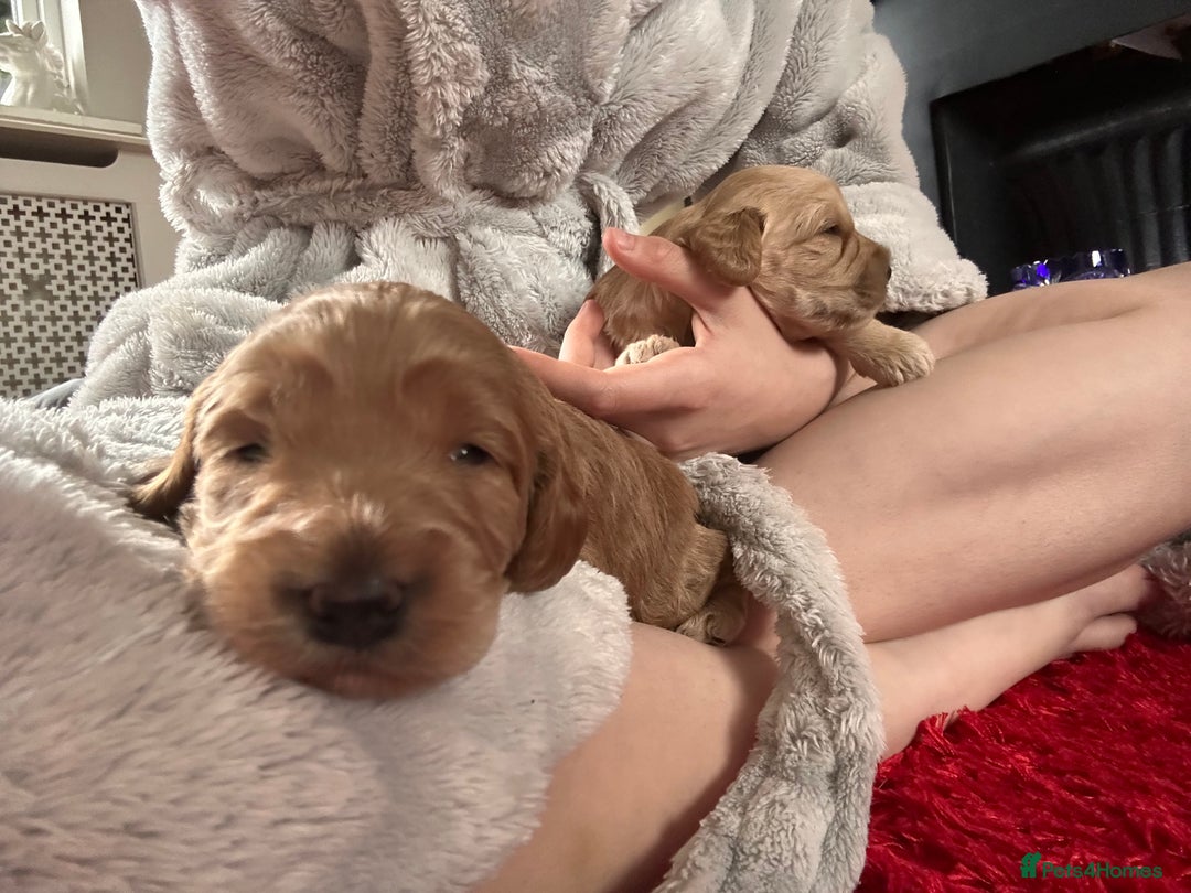 Cockapoo dogs for sale: Cockapoos x 5 2 girls 3 boys f1 - Image 14