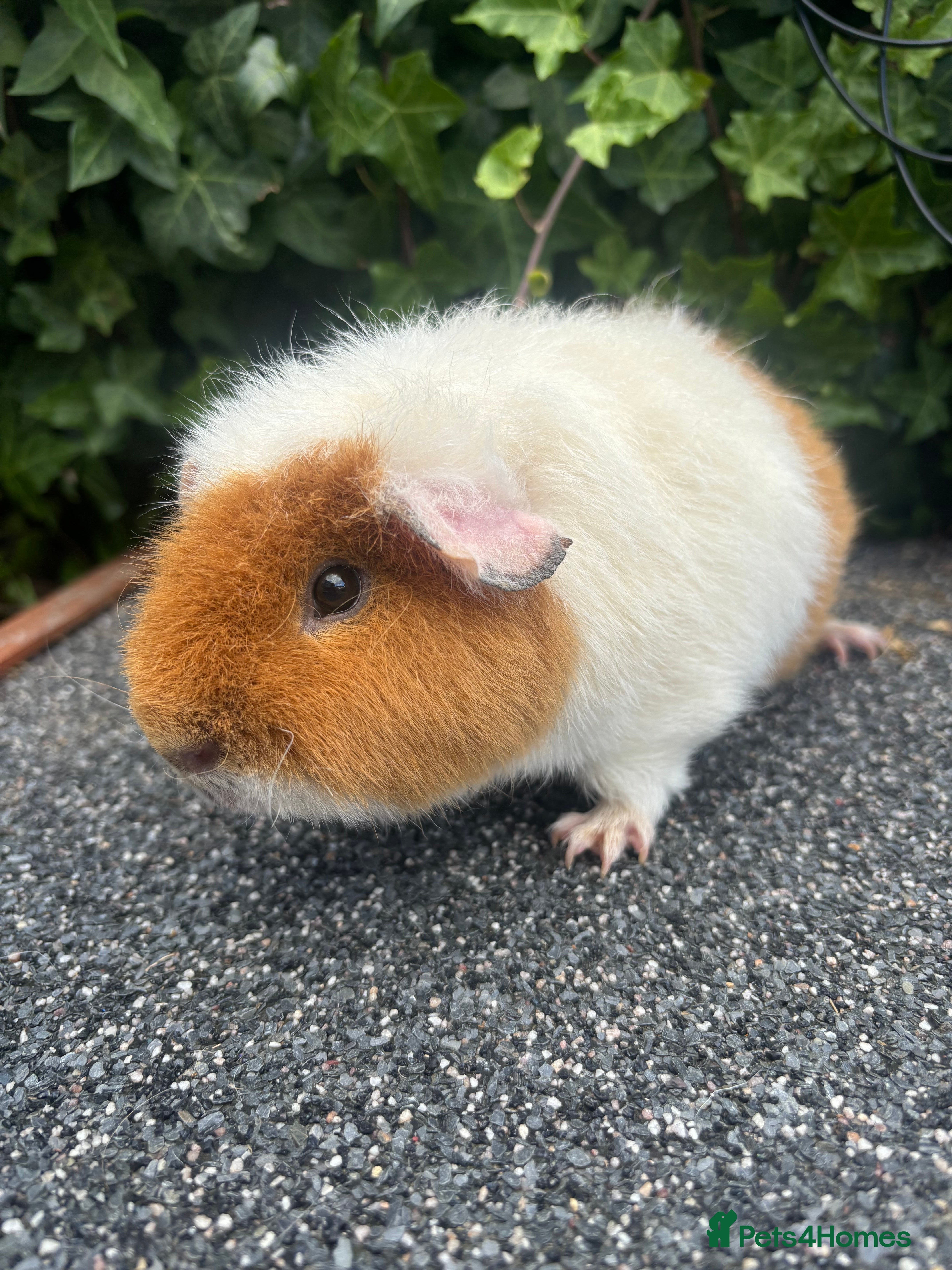 Guinea Pig rodents Jaffa cake  - Advert 17