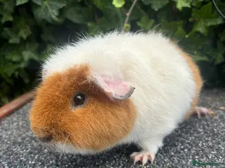 Guinea Pig rodents Jaffa cake - Advert 17