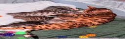 Bengal cats for sale: Bengal Kittens-Beautiful Rosettes – Family Raised - Advert 4