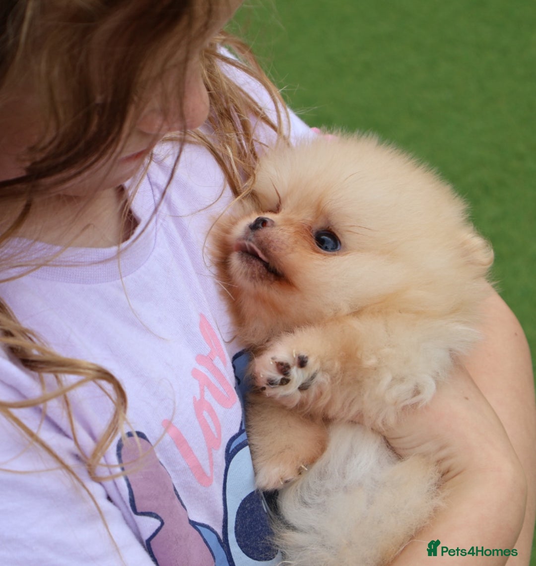 Pomeranian dogs for sale: READY NOW-REDUCED!! TRUE TEDDY BEAR POMERANIAN - Image 17