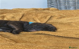 Mixed Breed dogs for sale: Staffordshire bull terrier puppies - Image 4
