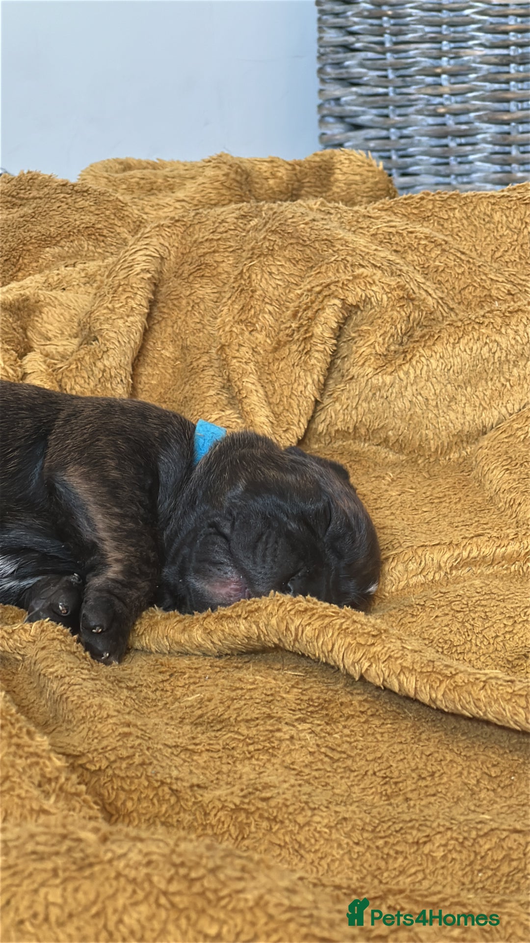 Mixed Breed dogs for sale: Staffordshire bull terrier puppies - Image 4