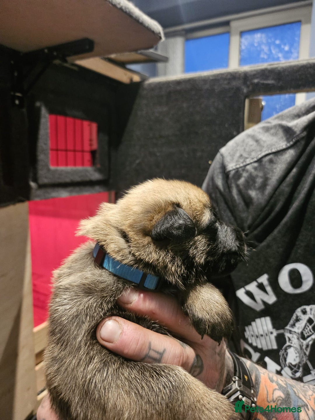 Belgian Shepherd Dog dogs for sale: Belgian Malinois Puppies for Sale 9 available - Advert 8