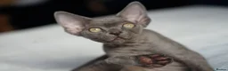 Devon Rex cats for sale: Blue Devon Rex male kitten  - Advert 13