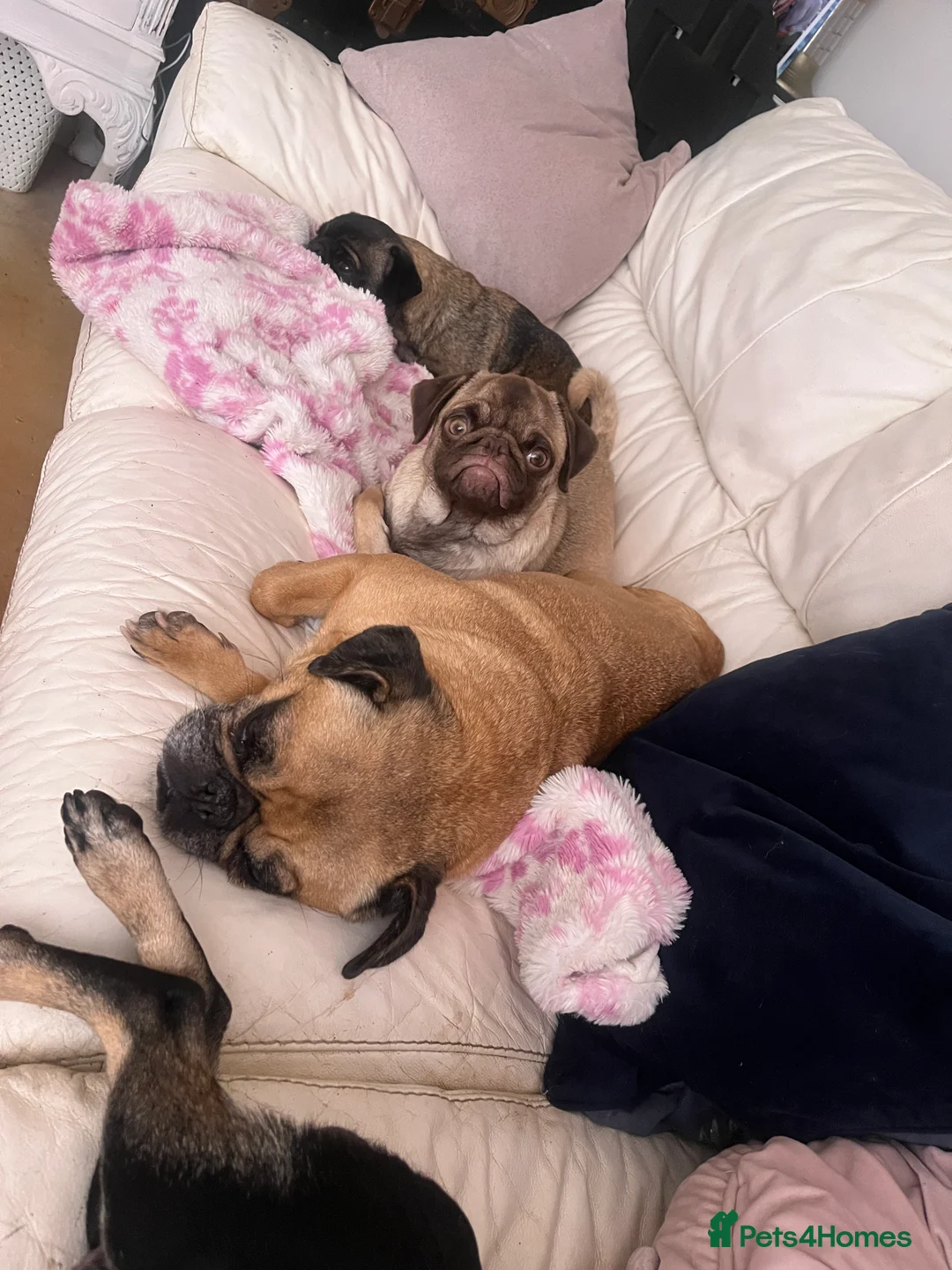 Pug dogs for sale: Our new batch are due this weekend  - Advert 2