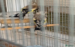 Canaries birds for sale: Canary - Image 4