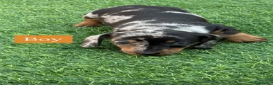 Miniature Dachshund 1