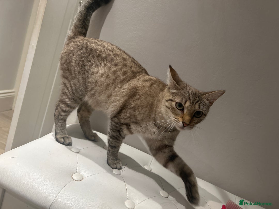 Mixed Breed cats for sale: mixed bengal kittens, ready to leave b4  **  - Advert 18