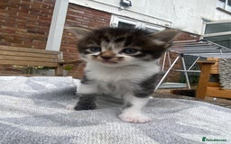 Mixed Breed cats for sale: Fluffy adorable mixed tabby! - Image 10