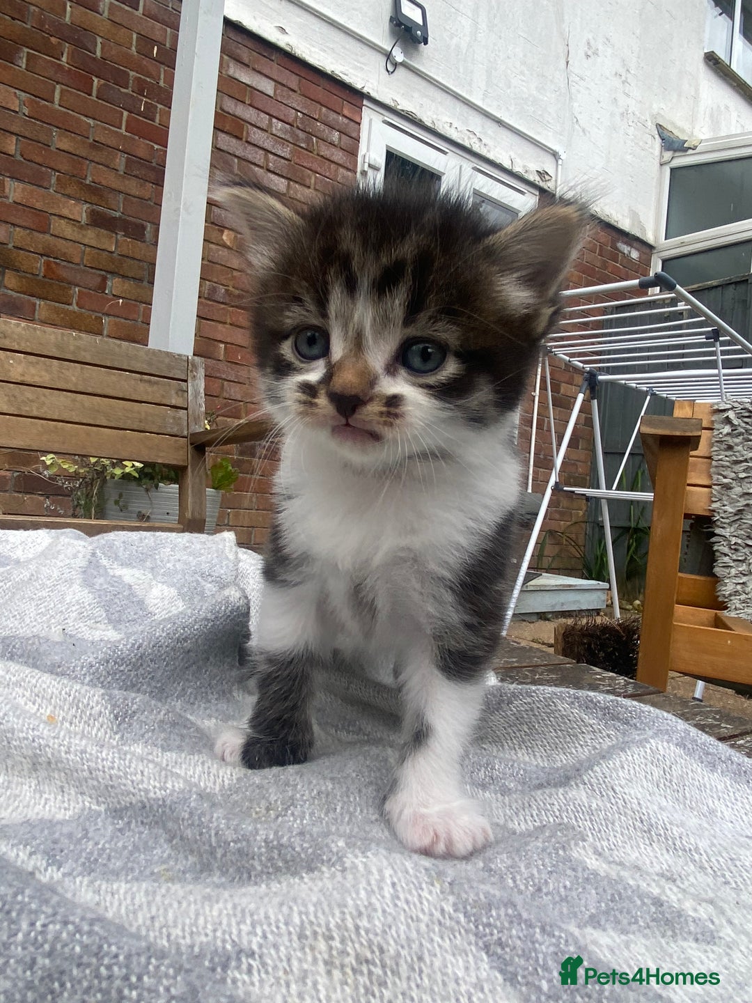 Mixed Breed cats for sale: Fluffy adorable mixed tabby! - Image 10
