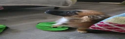 Chihuahua dogs for sale: Chihuahua  - Advert 2