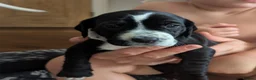 Mixed Breed dogs for sale: Only 2 Beautiful male Cockermatians left!!!! - Advert 10
