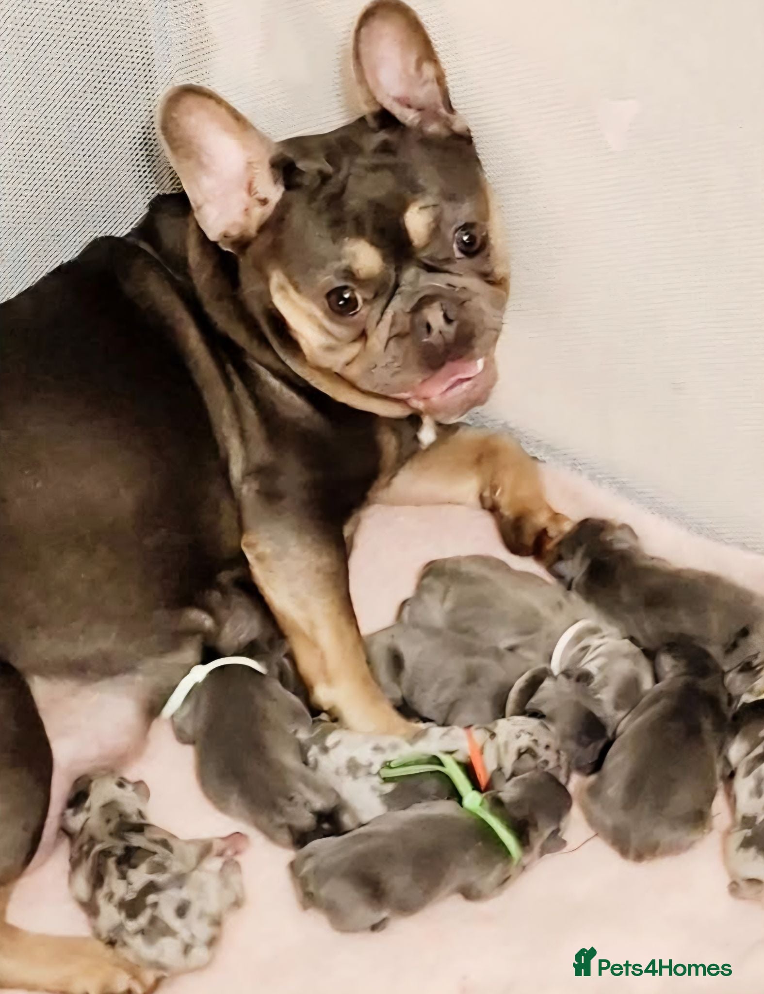 French Bulldog dogs 4 beautiful frenchie pups - Advert 1
