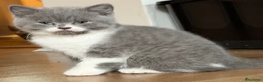 British Shorthair Kitten 3