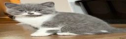 British Shorthair cats for sale: British shorthair kittens for sale  - Advert 6