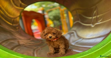 Toy Poodle dogs - Advert 2