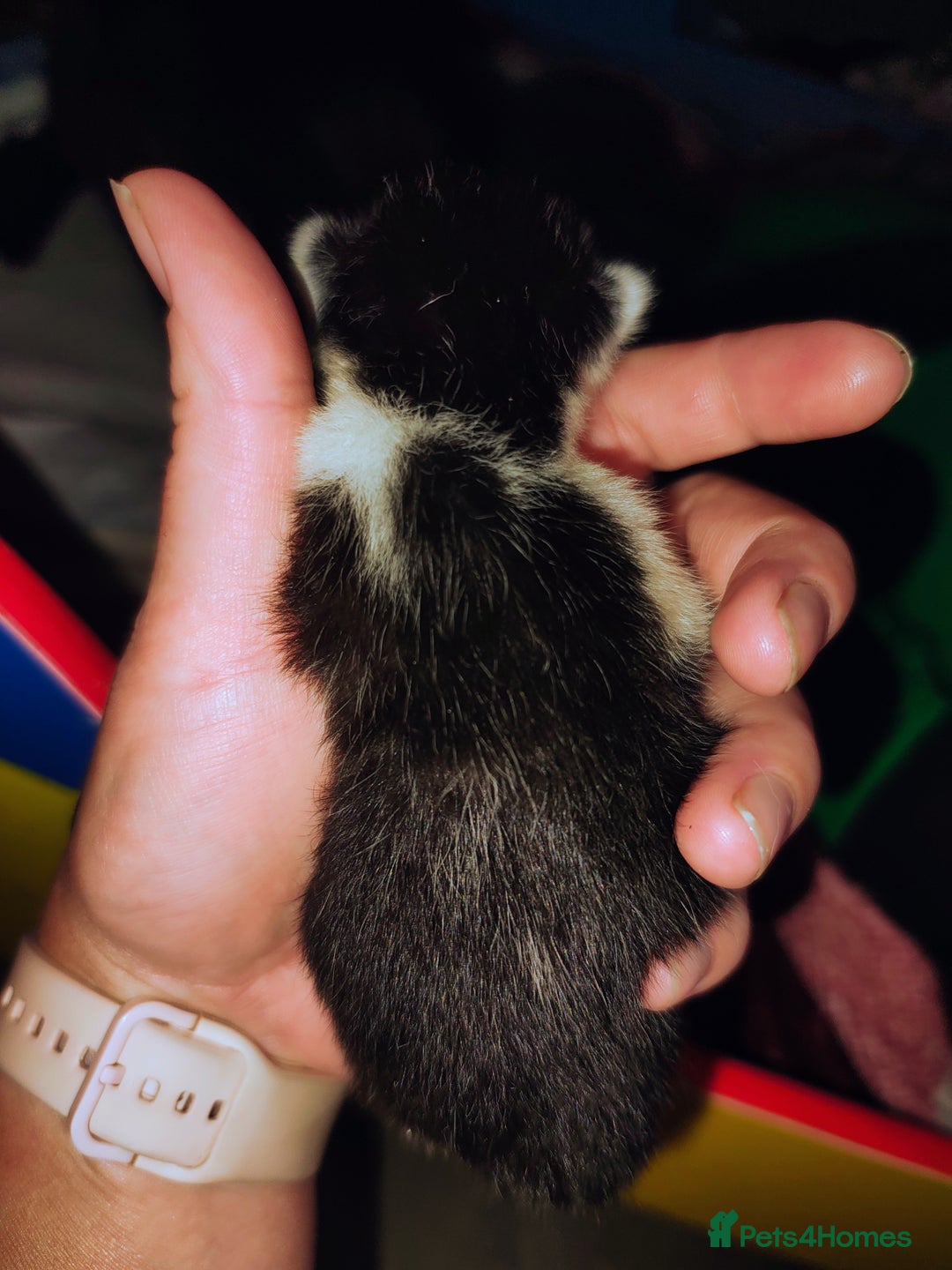 Mixed Breed cats for sale: Kittens - Image 14