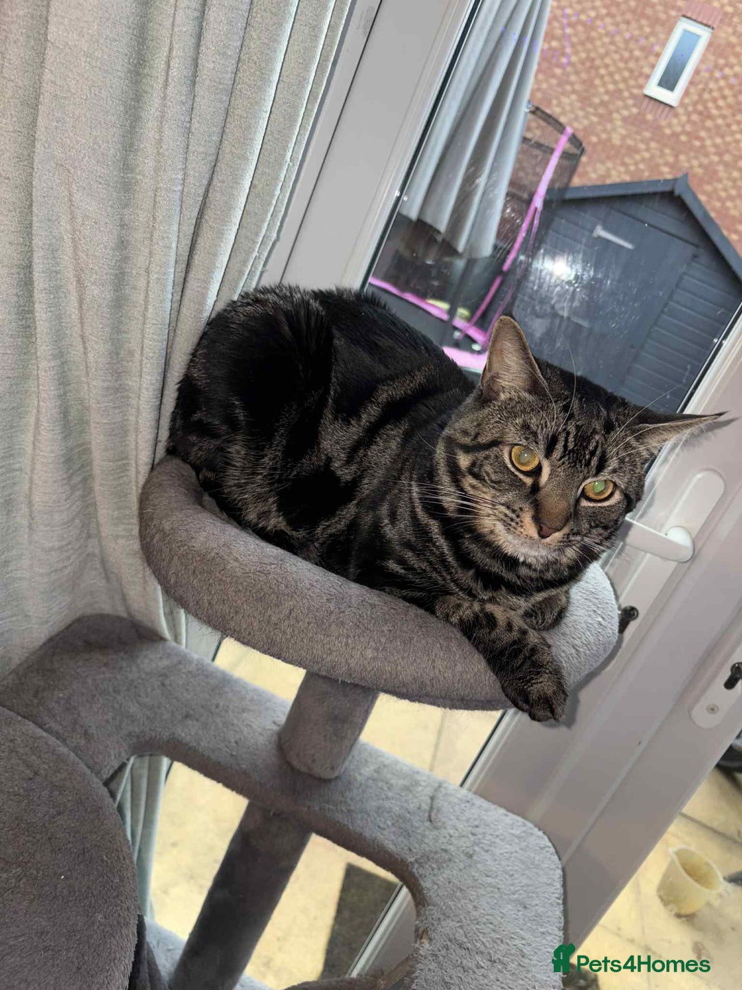 Mixed Breed cats for sale:  **   - Advert 2