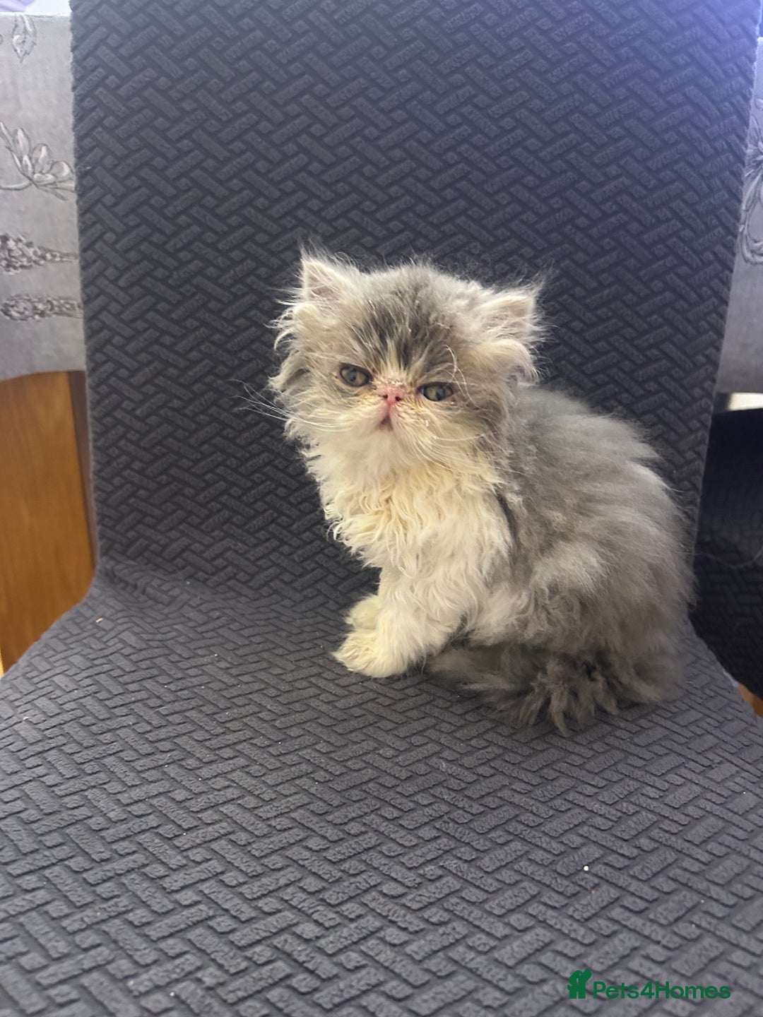 Persian cats for sale: Persian Kittens Top Quality Bloodlines - Advert 9