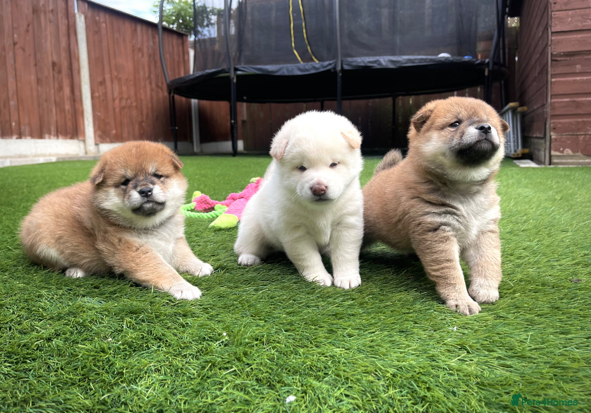 Japanese Shiba Inu dogs KC registered Japanese Shiba Inu puppies - Advert 11