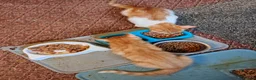 Mixed Breed cats for sale: 4 kittens available now - Advert 4
