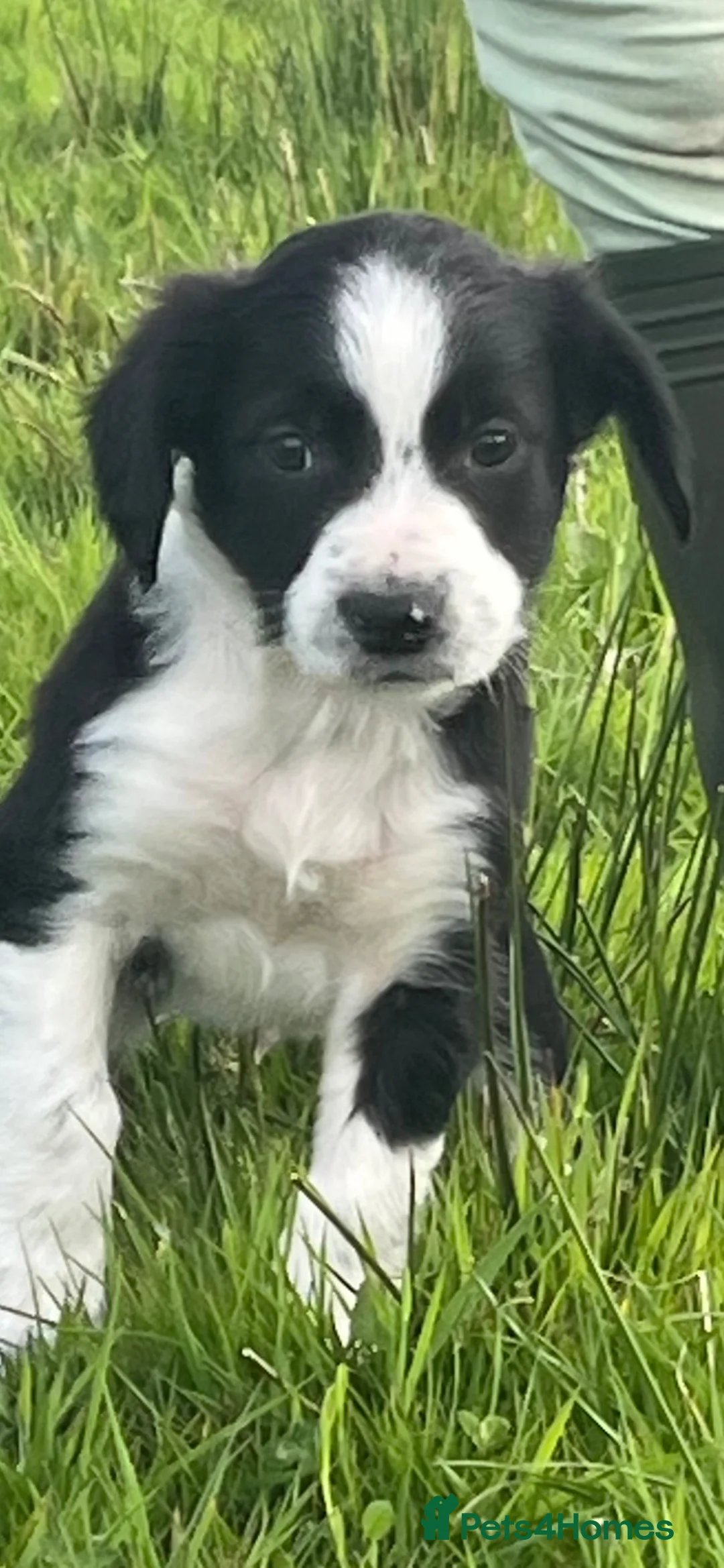 Sprollie dogs for sale: Sprollie Puppies in Holyhead - Advert 5