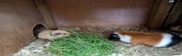 Guinea Pig rodents for sale: Male Guinea Pig pairs - Advert 2