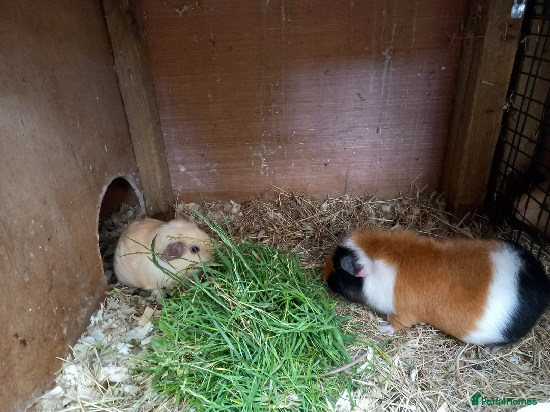 Guinea Pig rodents for sale: Male Guinea Pig pairs - Advert 2