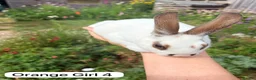 Rex rabbits for sale: Mini Rex Swansea  - Advert 11
