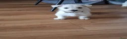 West Highland Terrier dogs for sale: FifeWesties  - Advert 4