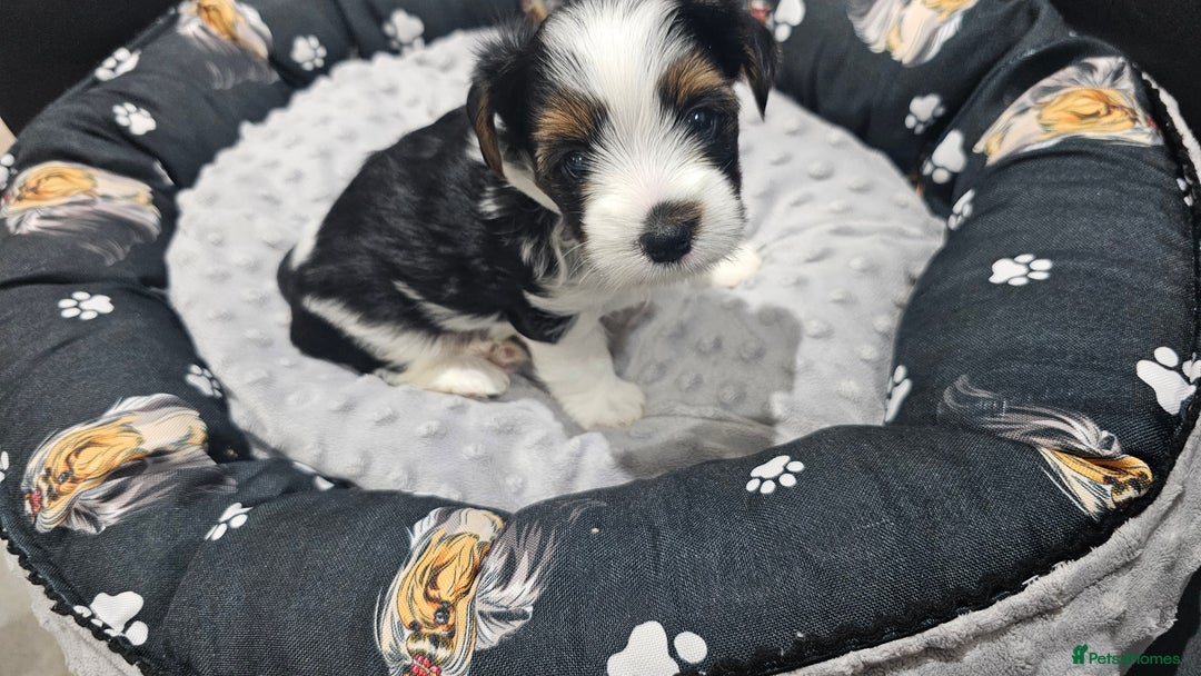 Yorkshire Terrier dogs for sale: 3 boys biewer yorkshire terrier with IHR Pedigree - Advert 17