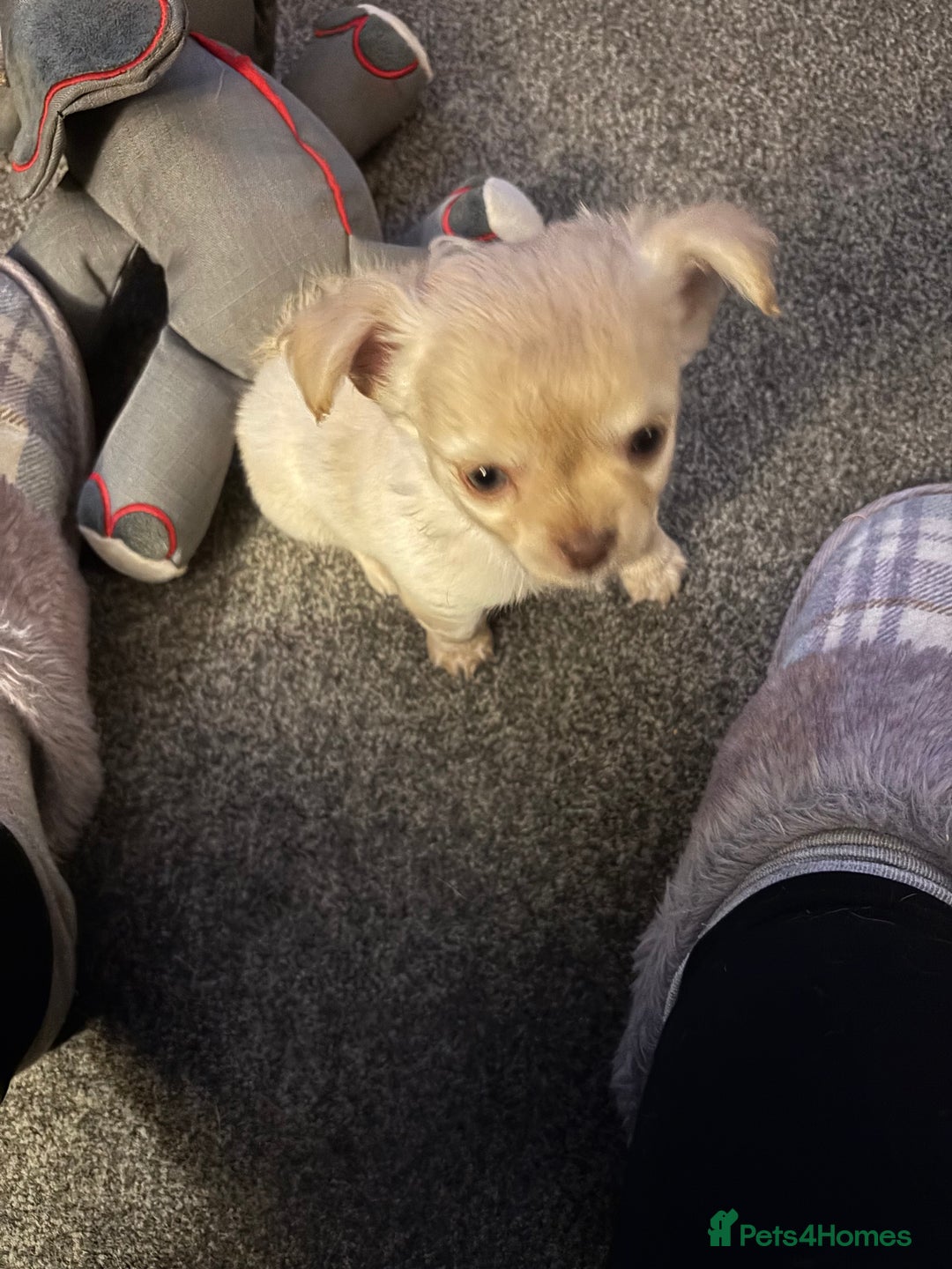 Chihuahua dogs for sale: KC Registered Chihuahua puppies available  - Advert 3