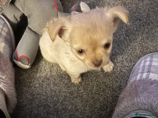 Chihuahua dogs Only 4 KC Registered perfect boys available - Advert 4