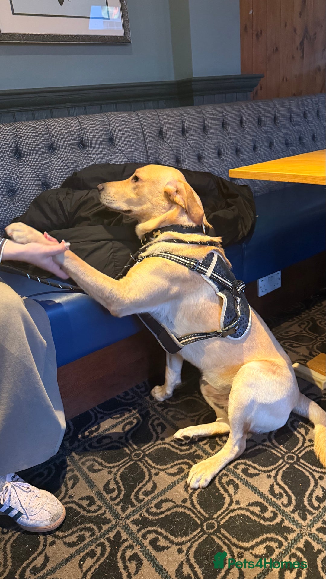 Golden Retriever dogs for sale: Golden retriever for rehoming  - Advert 7