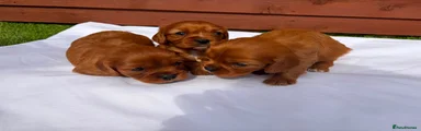 Cavalier King Charles Spaniel 1