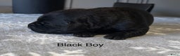 Labrador Retriever dogs for sale: Stunning Chocolate and Black Labrador pups - Advert 9