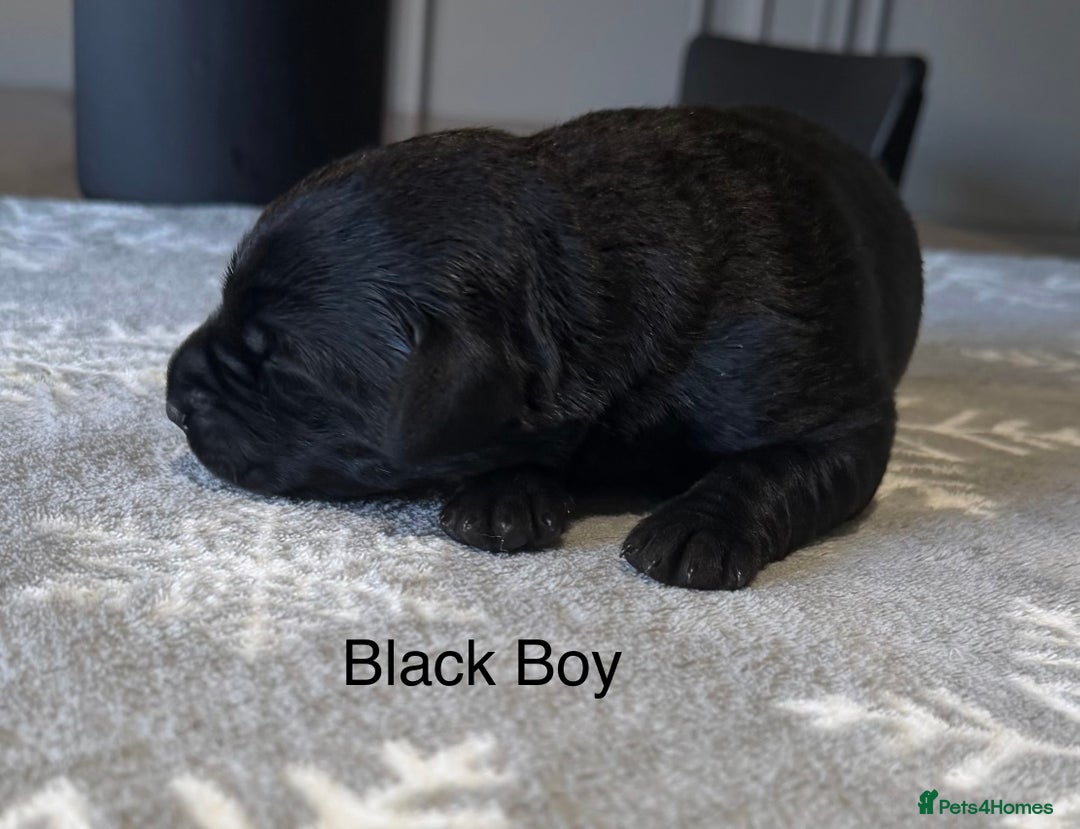 Labrador Retriever dogs for sale: Stunning Chocolate and Black Labrador pups - Advert 9