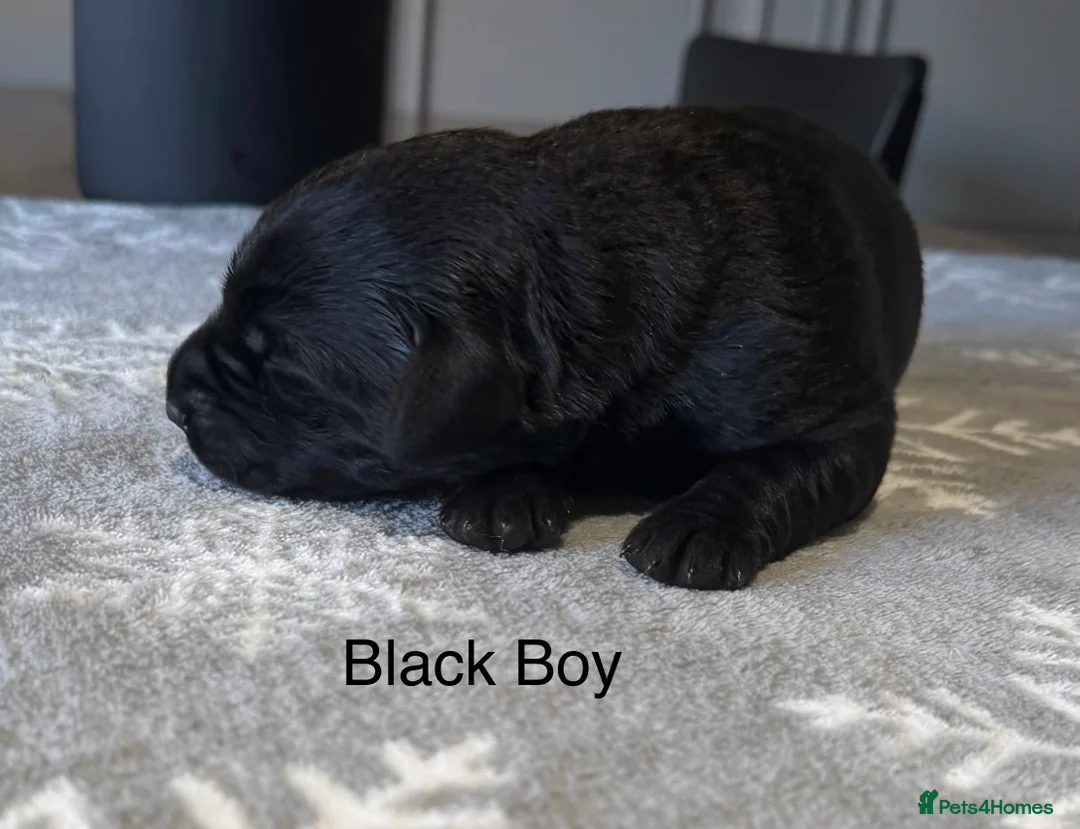 Labrador Retriever dogs for sale: Stunning Chocolate and Black Labrador pups - Advert 7