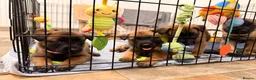 Belgian Shepherd Dog dogs for sale: Beautiful KC Registered Belgian Malinois Puppies - Advert 15
