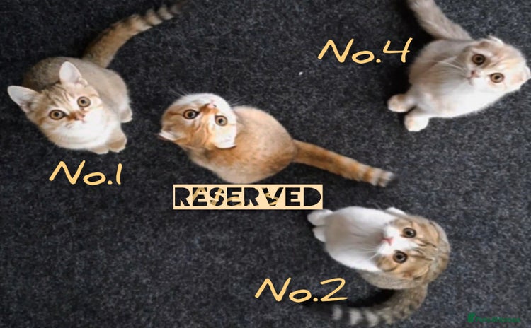 Scottish Fold cats - Advert 2