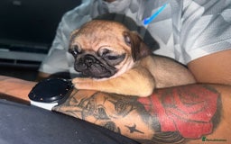 Pug dogs for sale: PUG PUPPYS READY TO GO !!!! - Advert 27