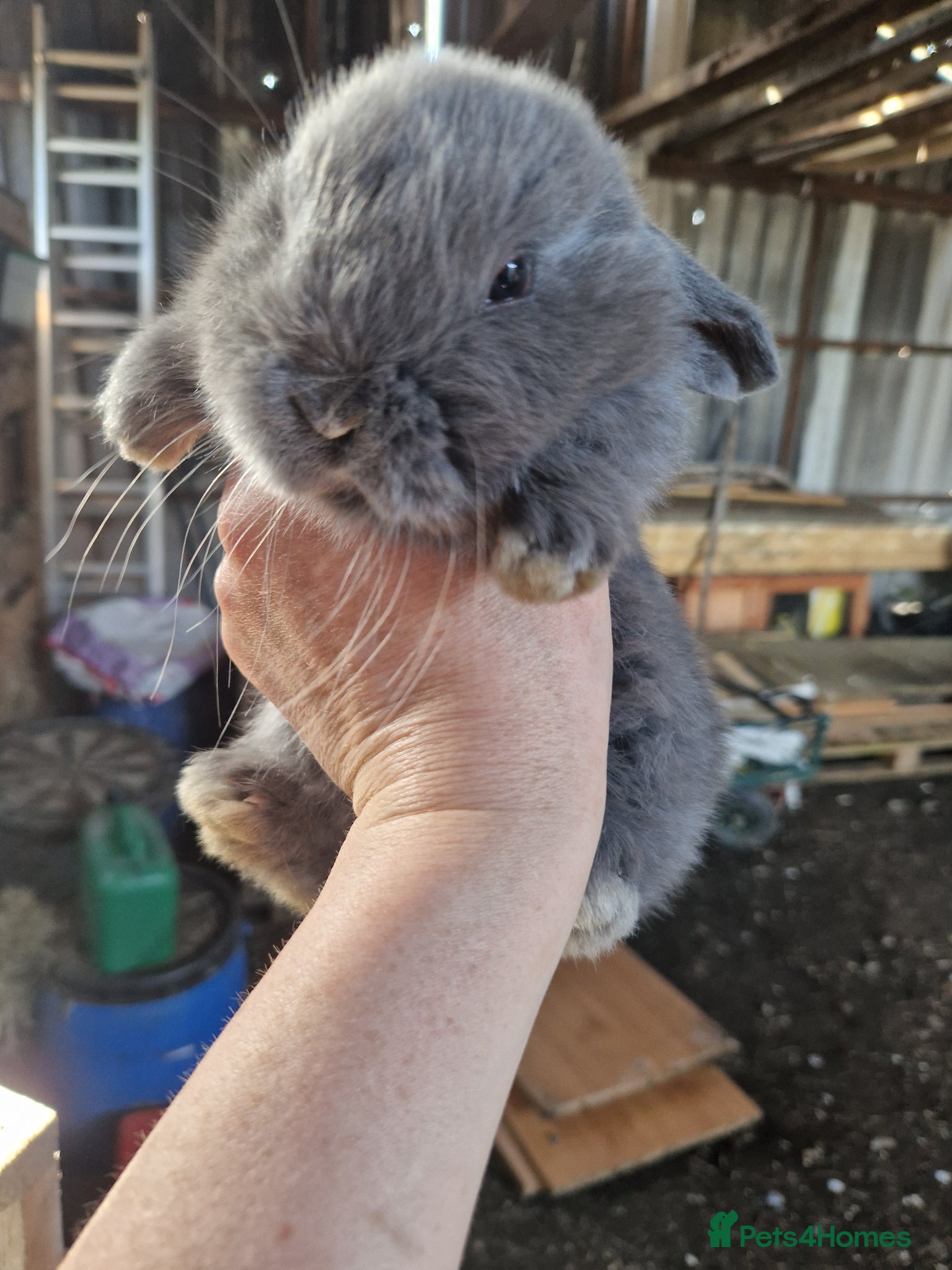 Mini Lop rabbits 1 DOE MINI BUCK AVAILABLE  - Advert 11