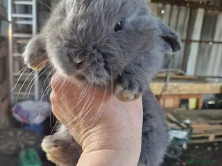 Mini Lop rabbits 1 DOE MINI BUCK AVAILABLE - Advert 11