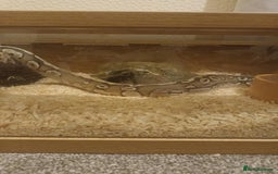 Python Snake reptiles for sale: Male ball python - Image 3