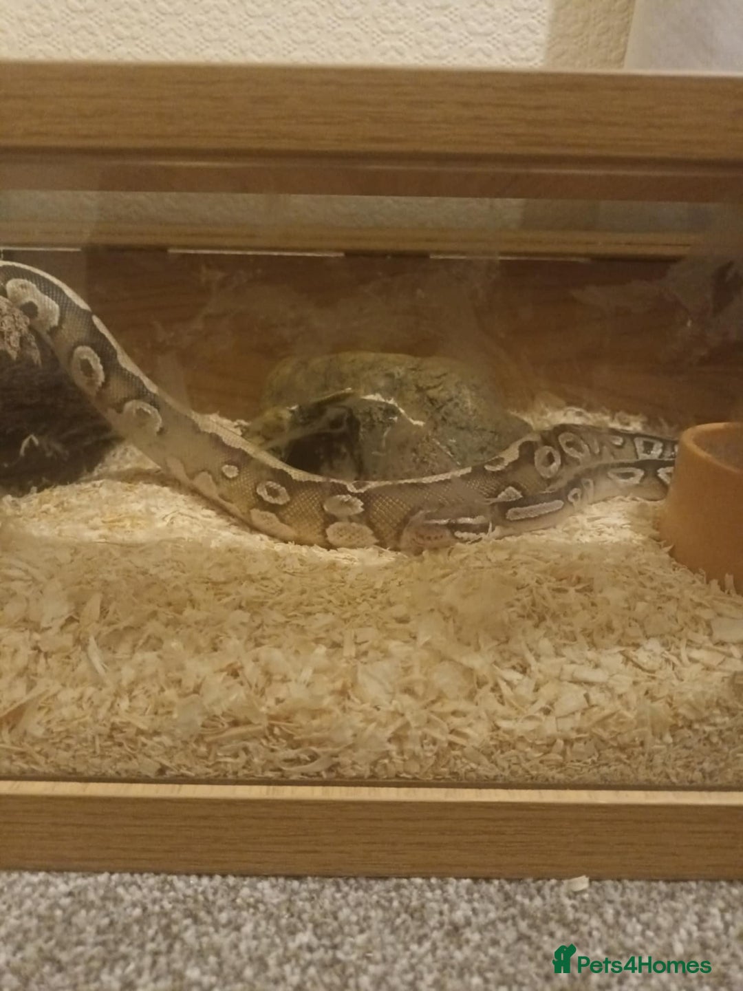 Python Snake reptiles for sale: Male ball python - Image 3