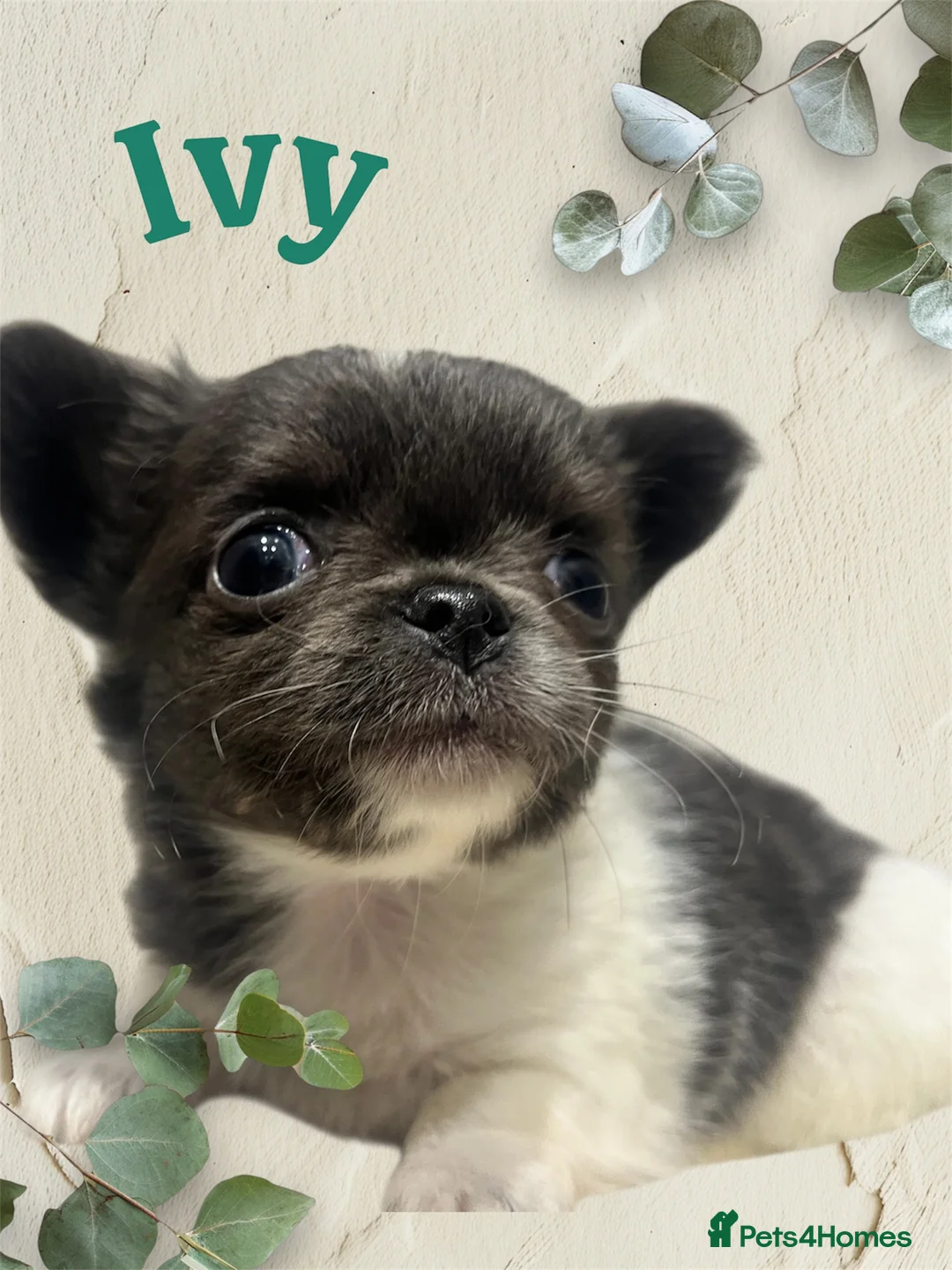 Chihuahua dogs for sale: Lovely fluffy Chihuahua 💕 boys & girls - Advert 11