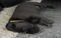 Labrador Retriever dogs for sale: Stunning litter of chunky black Labradors - Advert 23