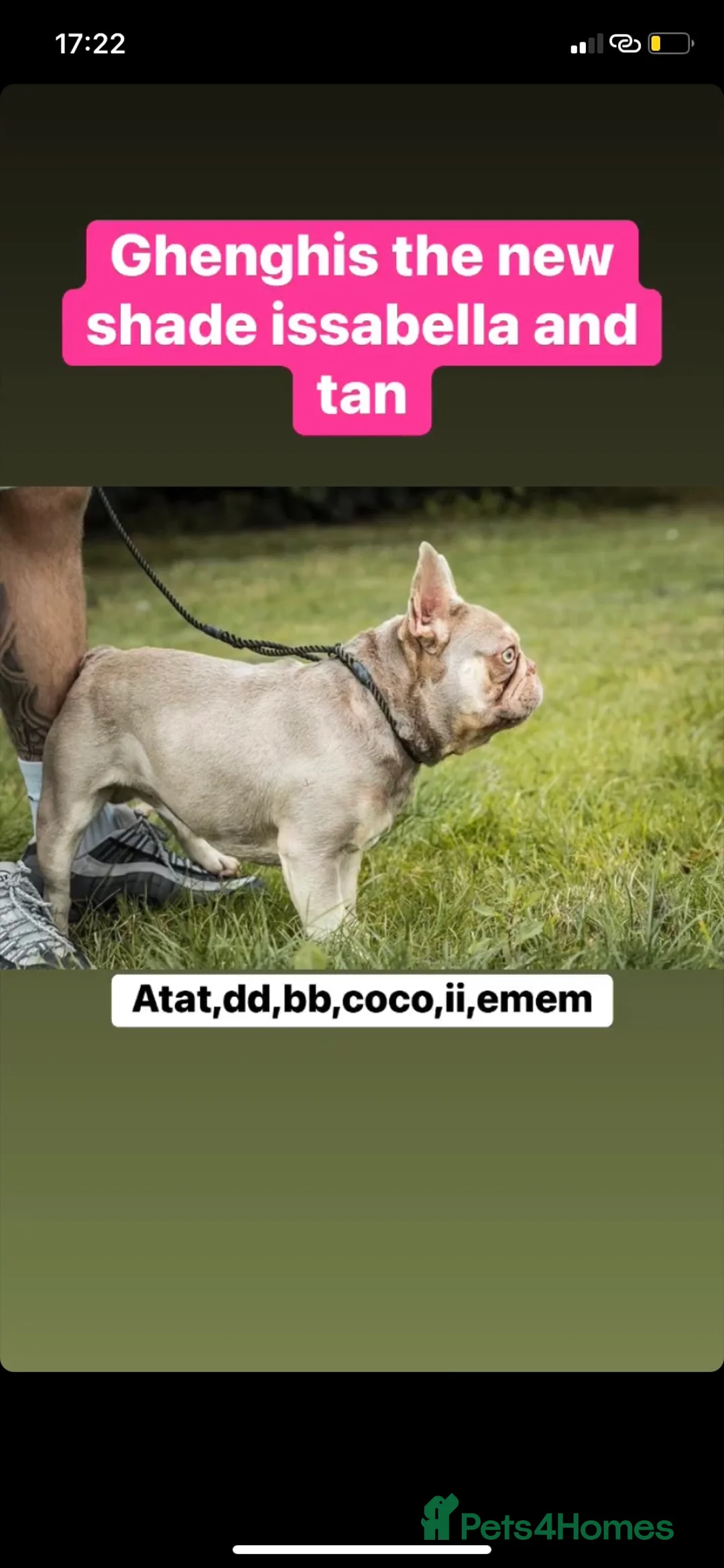 French Bulldog dogs for stud: GHENGHIS HAAN MICRO 🤏NEW SHADE IN THE WORLD in Dewsbury - Advert 2