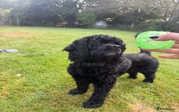 American Cocker Spaniel dogs for stud: Lordas - Image 2
